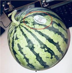 打假网红吃瓜,吃瓜群众如何辨别真伪  第2张