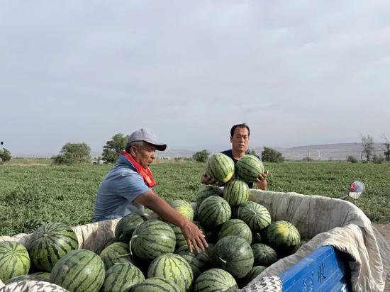 遂川免费吃瓜,畅享清凉夏日时光  第3张