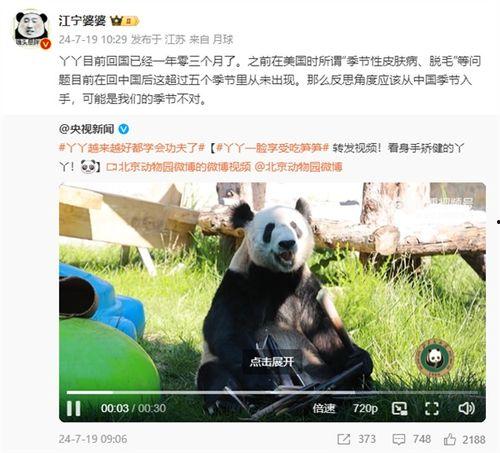 熊猫丫丫最新爆料消息,揭秘幕后真相与精彩瞬间  第1张